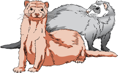 Ferrets have become popular pets.
