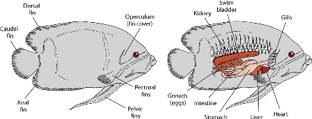 Anatomy of a fish