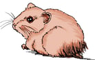 Disorders and Diseases of Hamsters