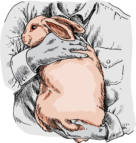 Holding a rabbit