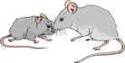 Diseases and Disorders of Mice
