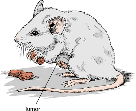 Mammary tumors are common in mice.