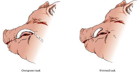 A potbellied pig’s canine teeth (tusks) require regular trimming to prevent overgrowth.