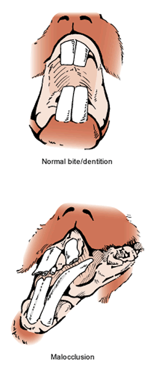 Malocclusion of the teeth is usually inherited in rabbits but can be minimized with proper care.