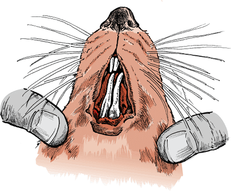 Rats have incisors that grow continuously. Overgrown incisors are a common problem in pet rats.