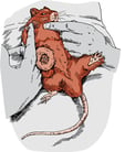 Disorders and Diseases of Rats