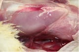 Gangrenous Dermatitis in Poultry
