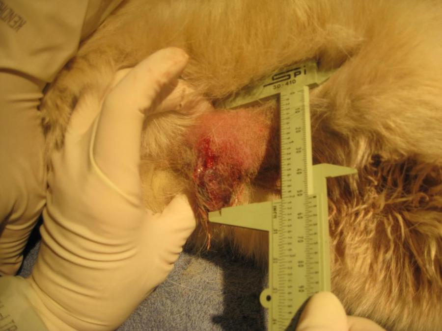 Epidermal and Hair Follicle Tumors in Animals - Integumentary System - MSD  Veterinary Manual