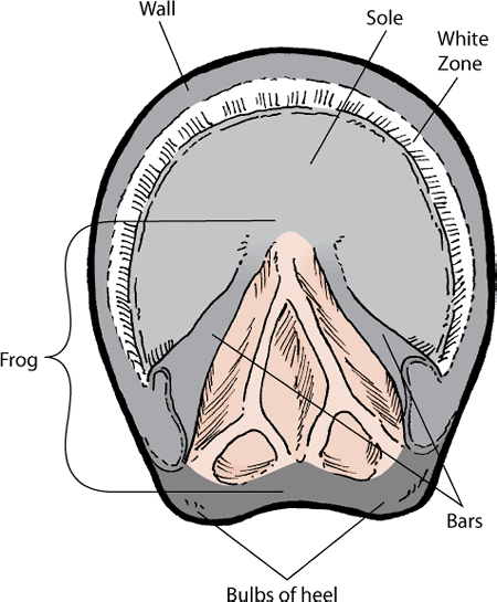 Parts of the hoof