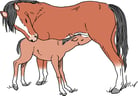 Breeding and Reproduction of Horses