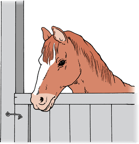 A clean, well-ventilated stable helps reduce disease.