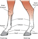 Disorders of the Fetlock and Pastern in Horses