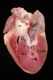Hypertrophic Cardiomyopathy in Dogs and Cats