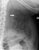 Gastrointestinal Obstruction in Small Animals