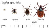 Lyme Borreliosis in Animals