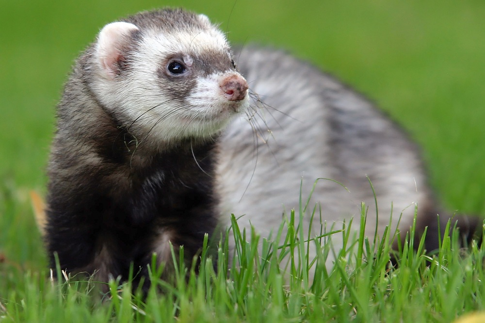 Overview of Ferrets - Exotic and Laboratory Animals - MSD Veterinary Manual