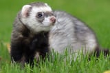 Overview of Ferrets