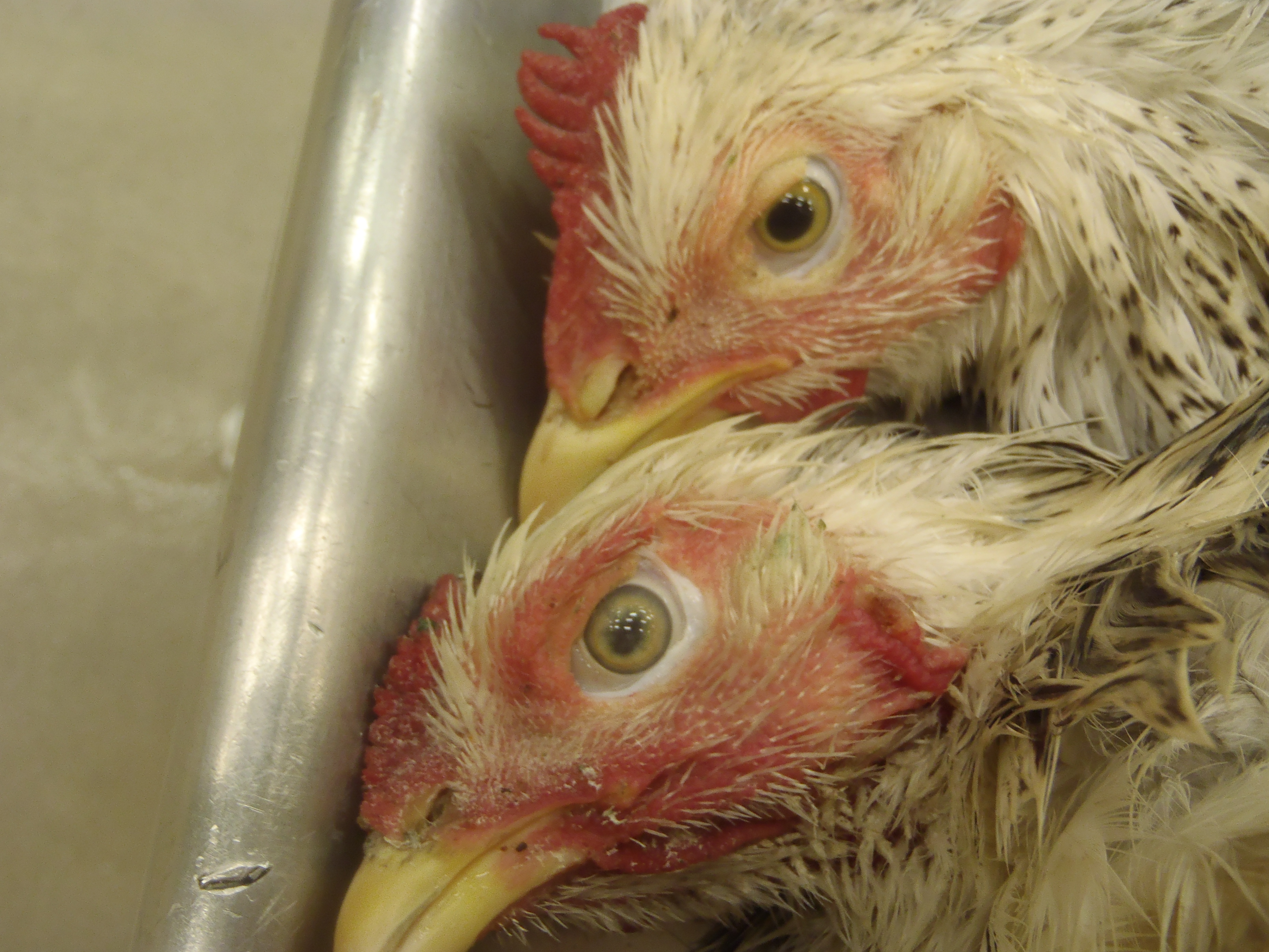 Common Infectious Diseases in Backyard Poultry - Exotic and Laboratory  Animals - MSD Veterinary Manual