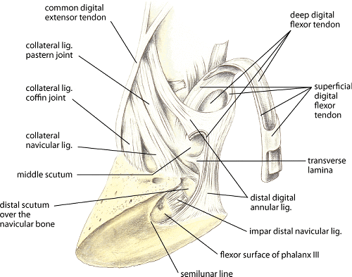 Ligaments and tendons of the distal digit in the horse