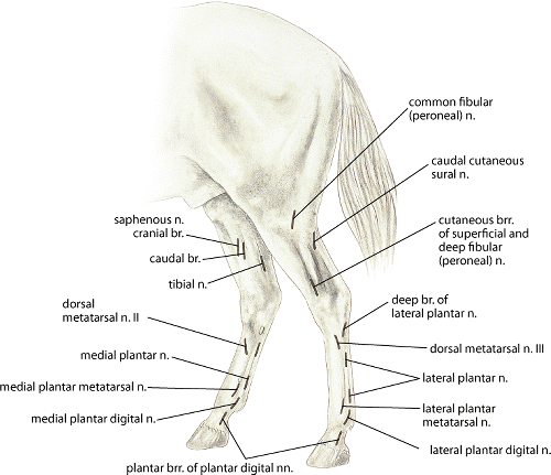 Landmarks for nerve block of the horse pelvic limb