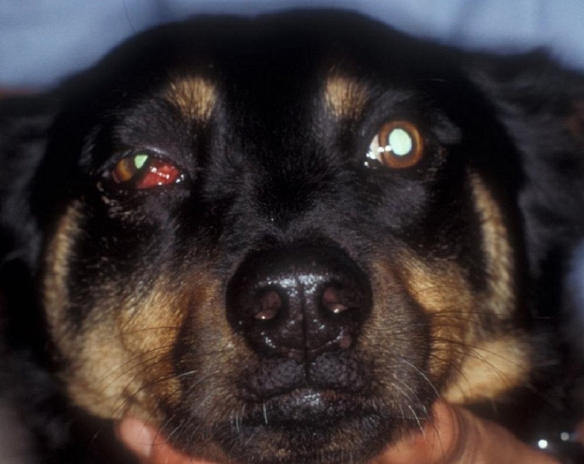 The Orbit in Animals - Eye Diseases and Disorders - MSD Veterinary Manual