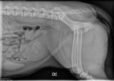 Primary Hyperparathyroidism in Dogs