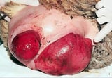 Vaginal and Cervical Prolapse in Cattle and Sheep