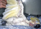 Psittacine Beak and Feather Disease