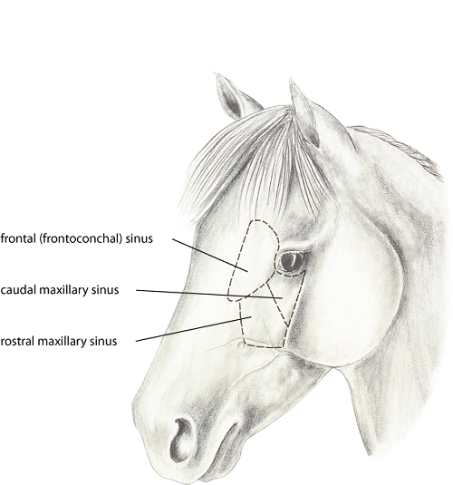 Paranasal sinuses in the horse