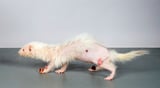 Spontaneously occurring neoplasms (tumors) reported in Ferrets