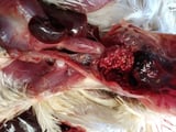 Aspergillosis in Poultry