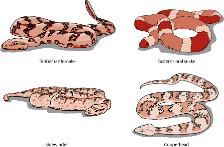 Some common North American poisonous snakes (colors not true to life; please consult a guide for proper identification of any snake)