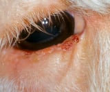 Ocular Neoplasia in Cattle