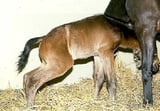 Uroperitoneum in Foals