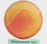 Streptococcus suis Infection in Pigs