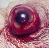Prolapse of the Eye in Animals