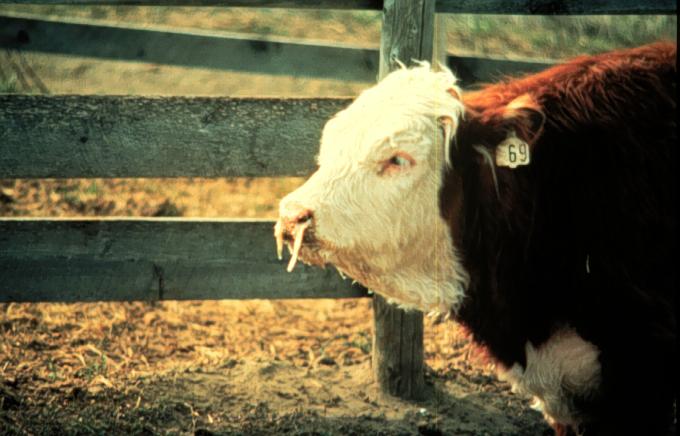 Bacterial Pneumonia in Cattle with Bovine Respiratory Disease Complex -  Respiratory System - MSD Veterinary Manual