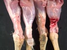 Viral Arthritis in Poultry