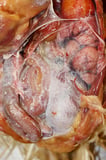 Urate Deposition (Gout) in Poultry