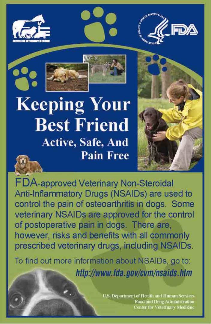 Keep Your Best Friend Active, Safe, and Pain Free