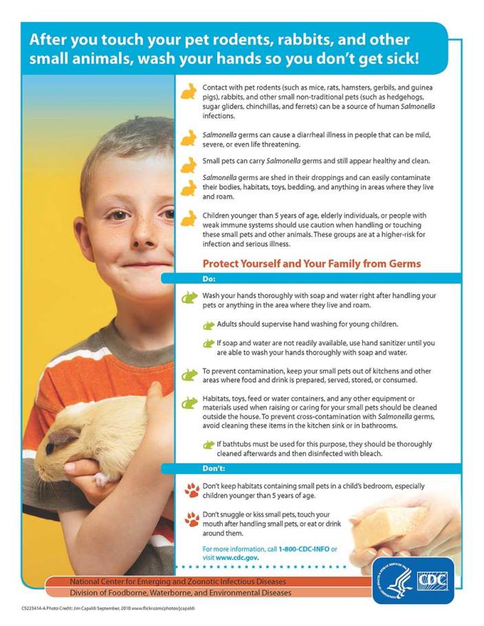 Pet Rodent Safety
