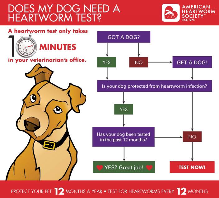 Does My Dog Need A Heartworm Test