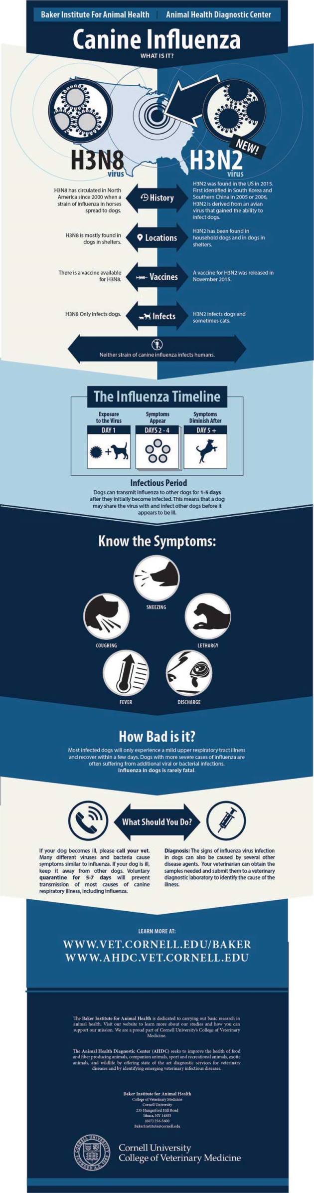 Canine Influenza What is it?