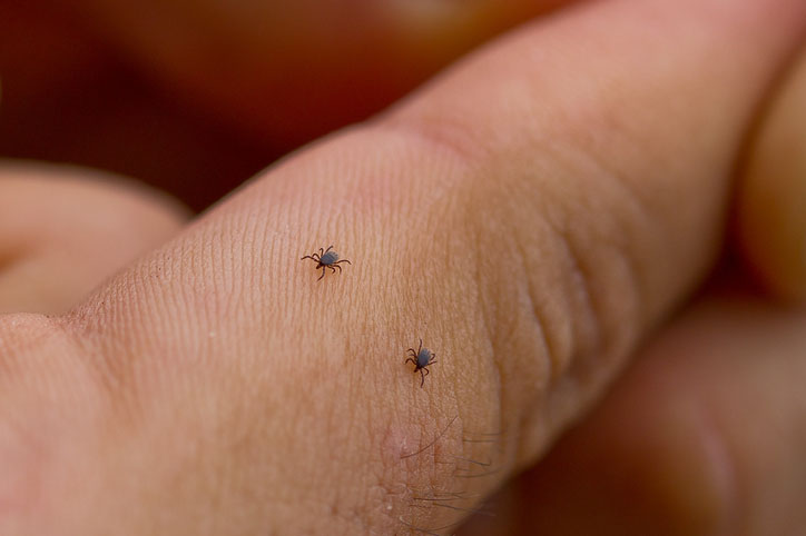 Two Tiny Ticks