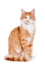Detecting Disorders of the Kidneys and Urinary Tract of Cats