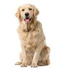 Infectious Diseases of the Urinary System  in Dogs