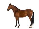Amyloidosis in Horses