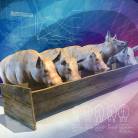 Overview of Management and Nutrition in Animals