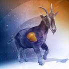 Exhausted Horse Syndrome