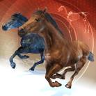 Myotonic Disorders in Horses